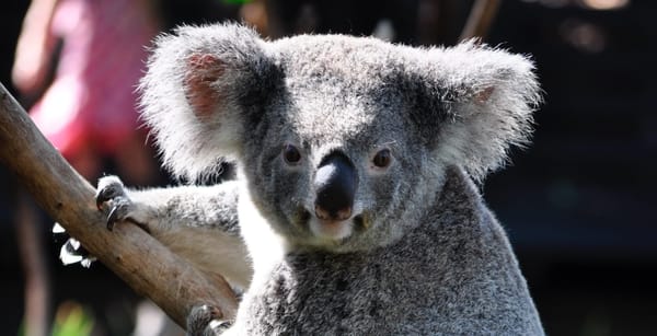 #72 Beginner: Wie gut sind Blog Post Generatoren? Koala Writer Test